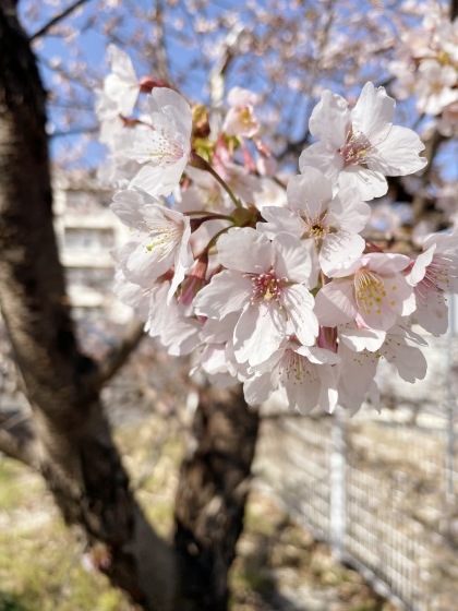 2/26(日)、NC700Sで近場の早咲き桜めぐり_e0045768_21191257.jpg