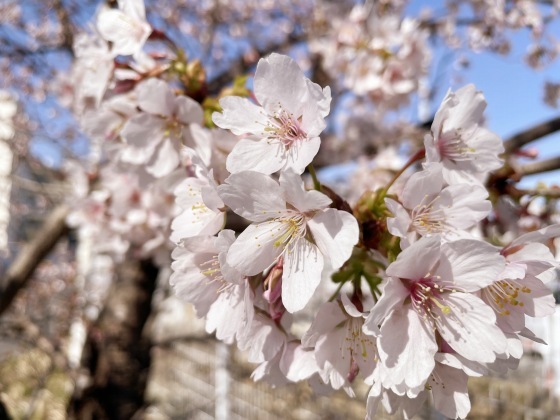 2/26(日)、NC700Sで近場の早咲き桜めぐり_e0045768_21192440.jpg