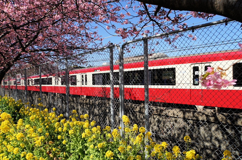 ☆春の陽気、河津桜の花見、三浦海岸！_c0168984_18464869.jpg