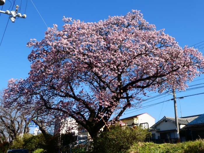 　　和歌山便り　早咲き桜が満開に　　２０２３-０３-０１　００：００_b0093754_22453554.jpg