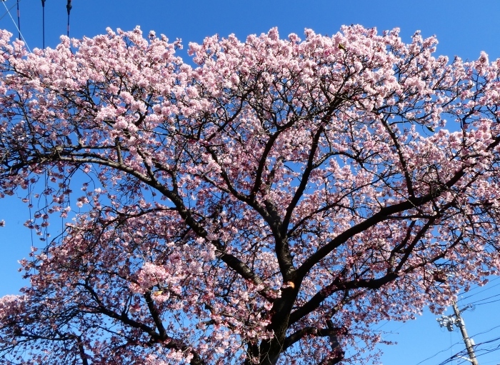 　　和歌山便り　早咲き桜が満開に　　２０２３-０３-０１　００：００_b0093754_22455710.jpg