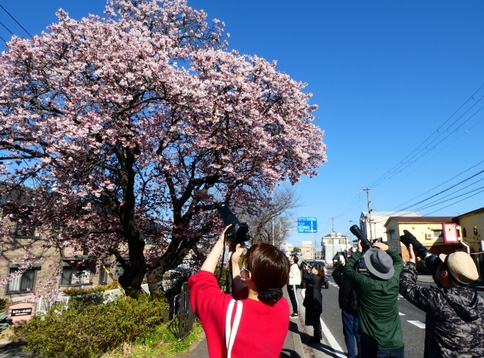　　和歌山便り　早咲き桜が満開に　　２０２３-０３-０１　００：００_b0093754_22465155.jpg