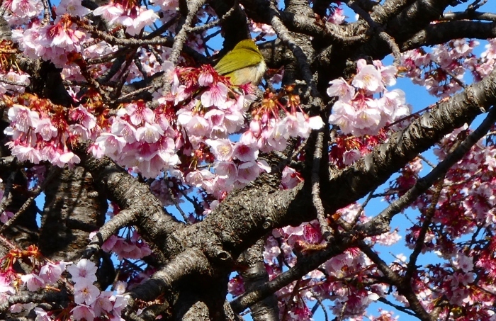 　　和歌山便り　早咲き桜が満開に　　２０２３-０３-０１　００：００_b0093754_22470735.jpg