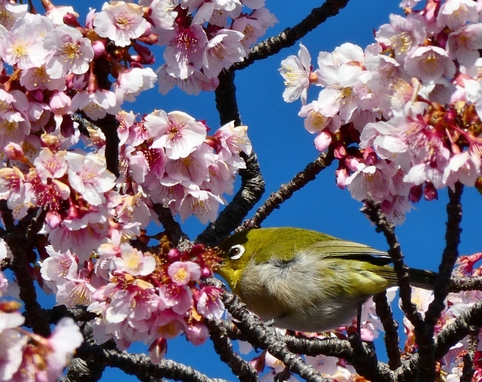 　　和歌山便り　早咲き桜が満開に　　２０２３-０３-０１　００：００_b0093754_22471702.jpg