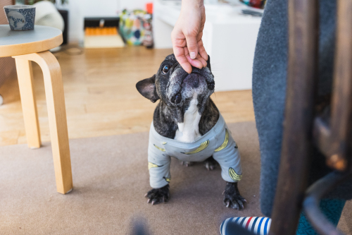 保護犬さんじ うちに来て6ヶ月_e0243765_10051455.jpg