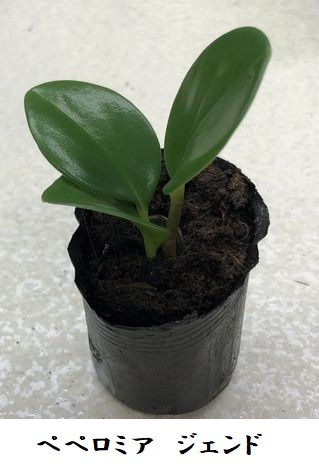 １００円の観葉植物　　ペペロミア、フィロデンドロン_a0221455_17234087.jpg