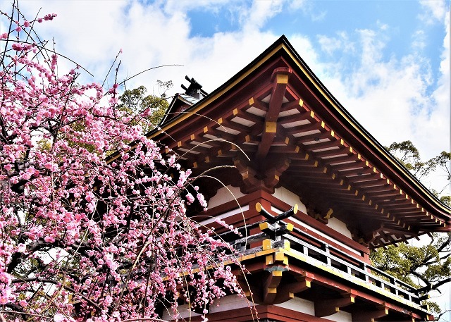 山口県　防府天満宮・梅_a0284558_09093925.jpg