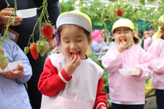 Strawberry Picking!　いちご狩り遠足_a0115391_16350204.jpg