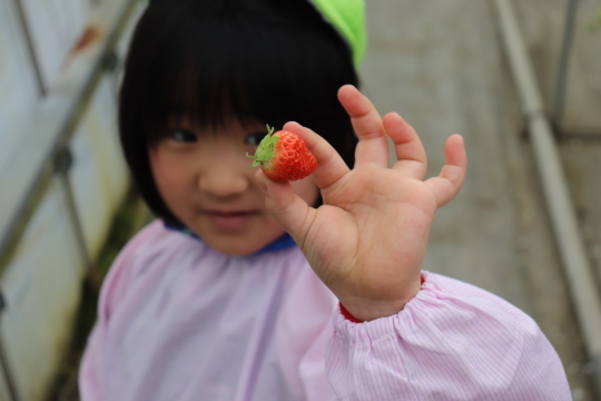 Strawberry Picking!　いちご狩り遠足_a0115391_16353494.jpg