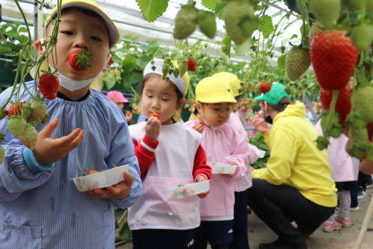 Strawberry Picking!　いちご狩り遠足_a0115391_16360330.jpg
