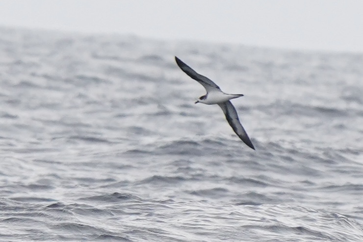 Hawaiian Petrel_c0136654_22270681.jpeg