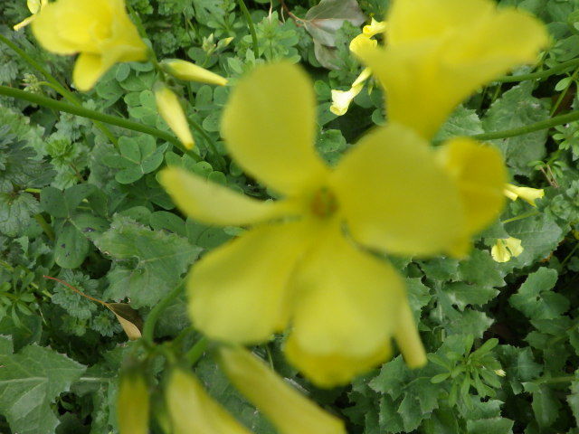 オキザリスの小さな黄色い花_d0173961_16384175.jpg