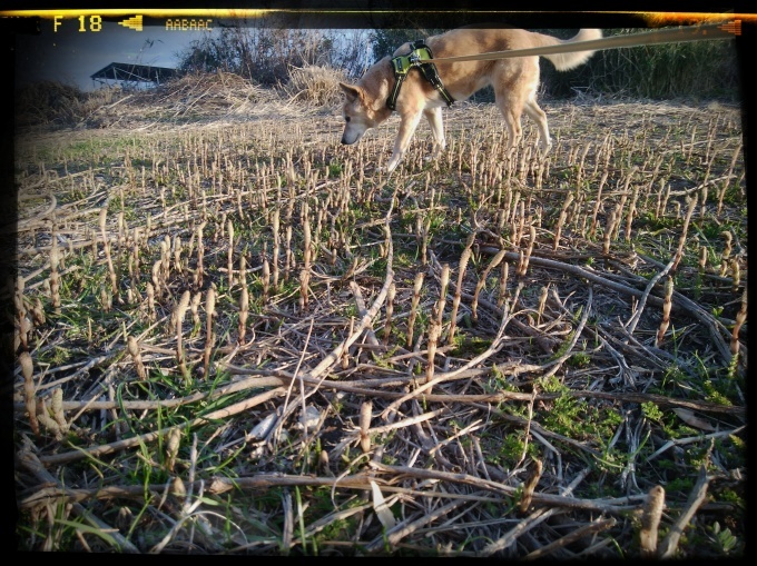 春が来た　&#128054;&#128062;&#128131;_f0376072_21273906.jpeg