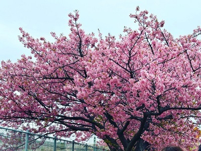 河津桜を見に♪_f0231189_22253290.jpeg