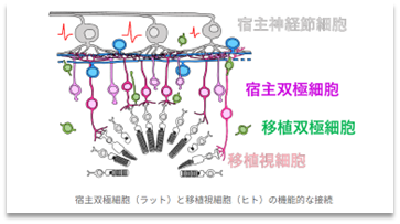 「ⅰＰＳ細胞を用いた視機能再建」 万代道子　先生（神戸アイセンター病院）(1234)_f0088231_18095673.png