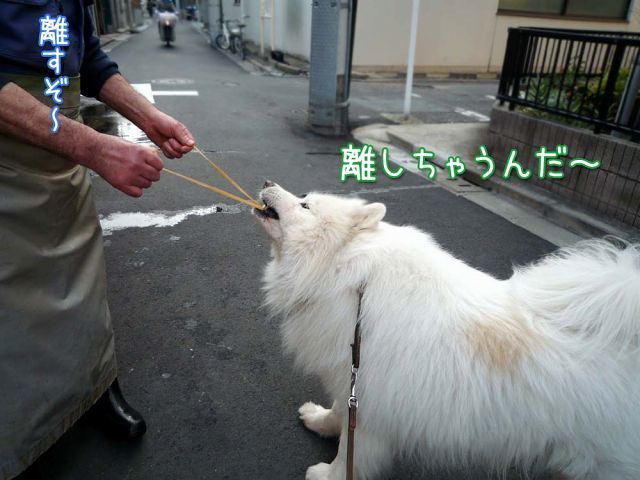 犬ぞりレース_c0062832_13534051.jpg