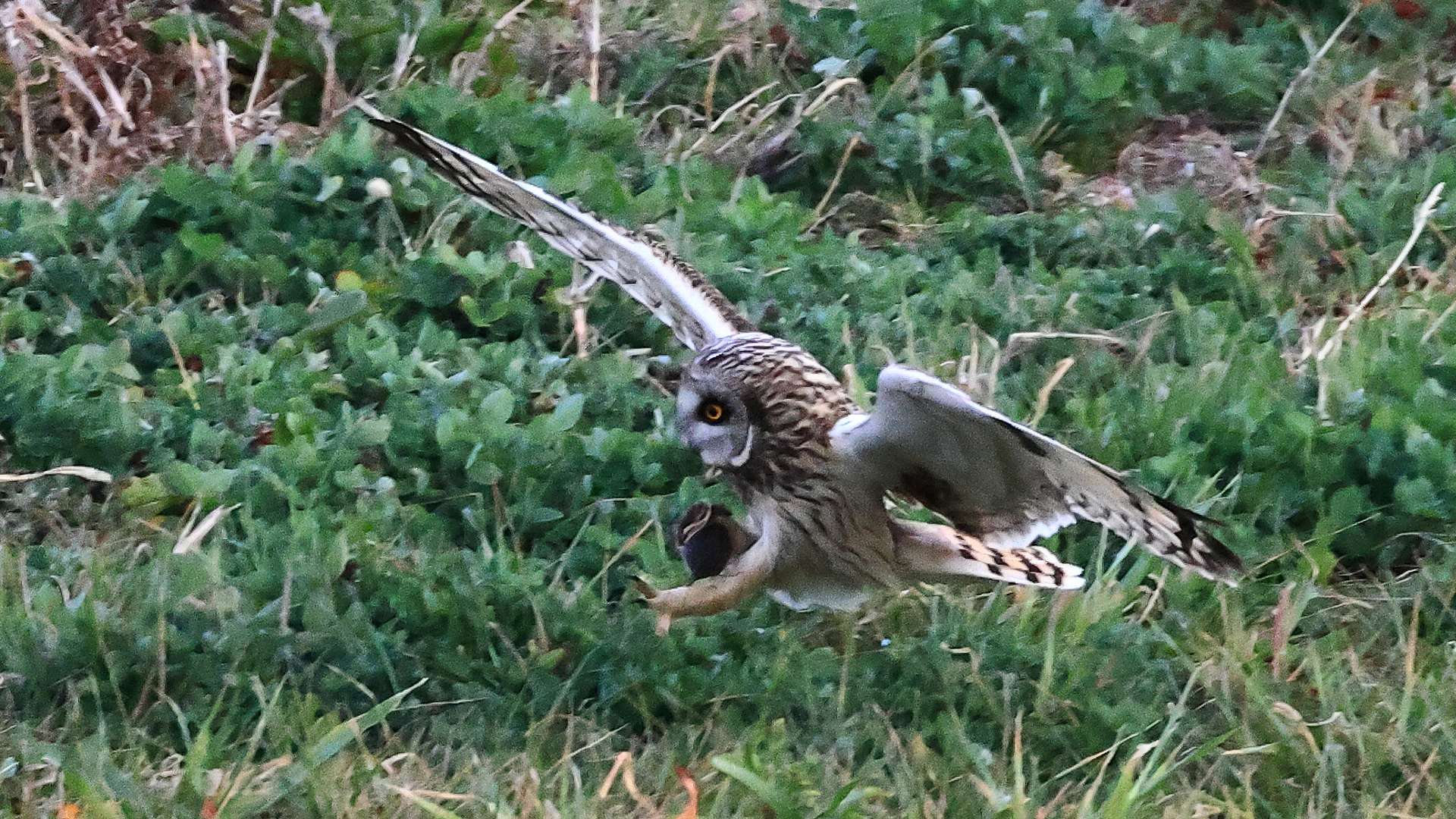 駅近のコミミズクが獲物を掴んで飛ぶ！　A short-eared owl flying with its prey near a JR station_f0105570_17151280.jpg