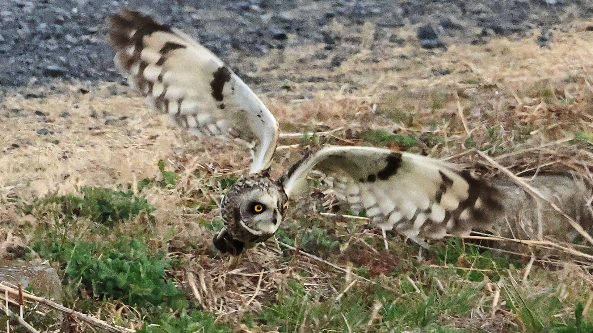 駅近のコミミズクが獲物を掴んで飛ぶ！　A short-eared owl flying with its prey near a JR station_f0105570_17152857.jpg
