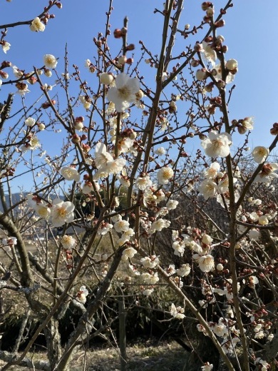 満開の梅の花　〜裏山散策〜_c0334574_19121635.jpeg