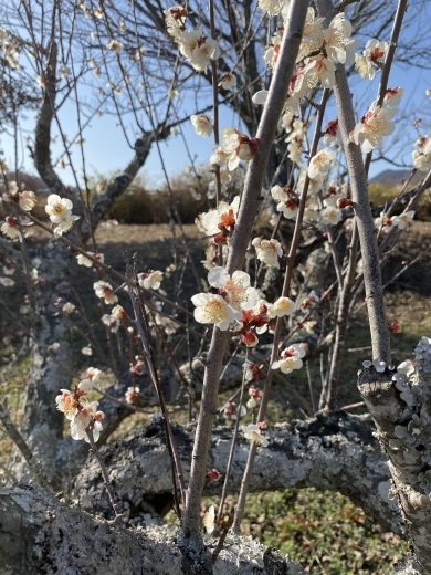 満開の梅の花　〜裏山散策〜_c0334574_19122226.jpeg