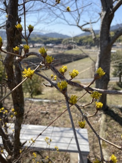 満開の梅の花　〜裏山散策〜_c0334574_19122796.jpeg