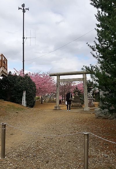 河津桜と　蕾のままの椿_a0396204_06420123.jpg