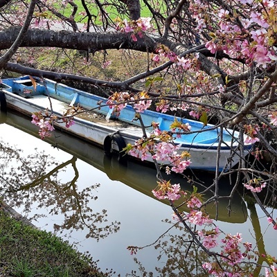 笠松河津桜ロード_f0129726_16174326.jpg