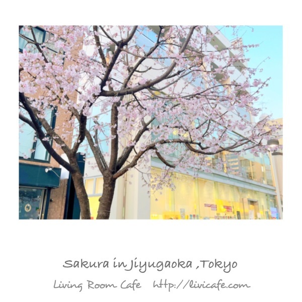 東京の自由が丘で、早咲きの桜が満開_e0040957_19341564.jpeg
