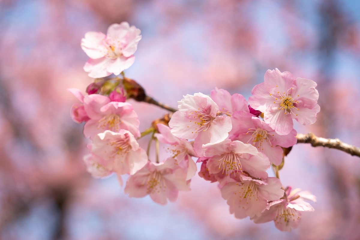 七分咲きの葵桜を愛でる人々_d0353489_17024703.jpg