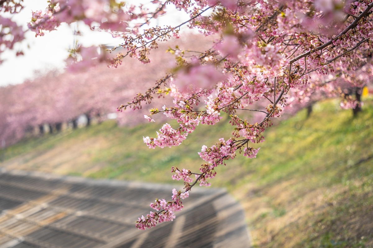 七分咲きの葵桜を愛でる人々_d0353489_17025571.jpg