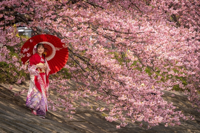 七分咲きの葵桜を愛でる人々_d0353489_17030431.jpg