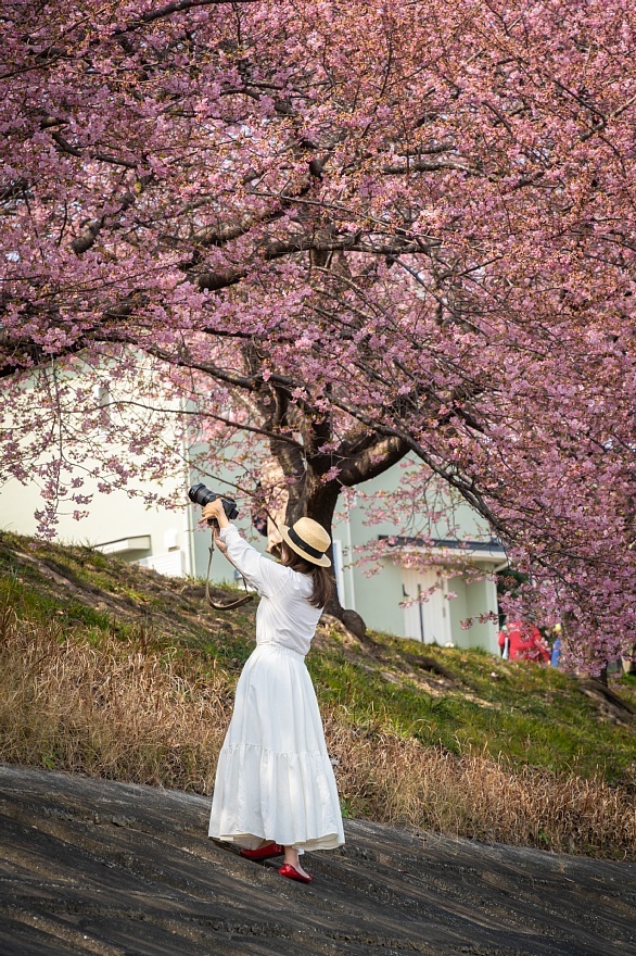 七分咲きの葵桜を愛でる人々_d0353489_17031447.jpg