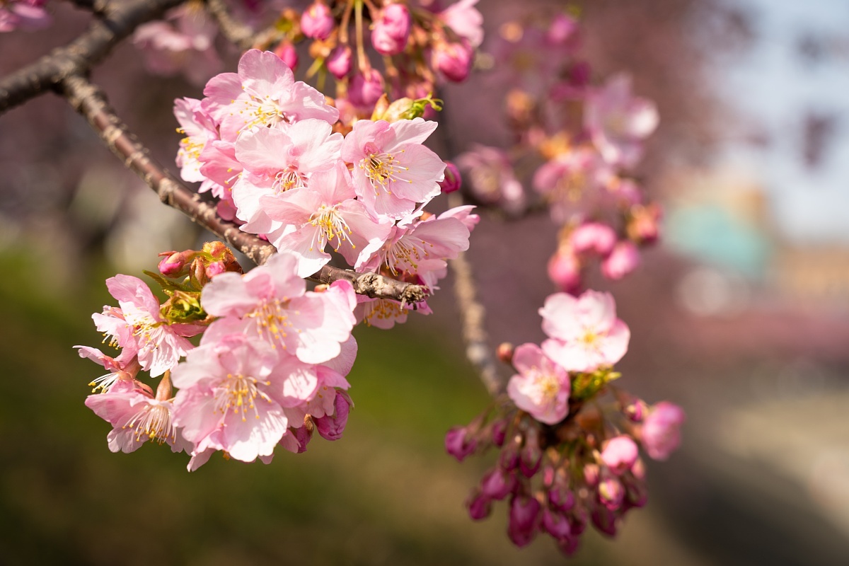 七分咲きの葵桜を愛でる人々_d0353489_17051036.jpg