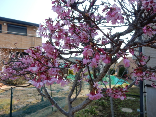 ’２３，３．１０（金）５月の陽気！といろんな種類の桜！_f0060461_13534345.jpg