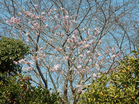’２３，３．１０（金）５月の陽気！といろんな種類の桜！_f0060461_13540444.jpg