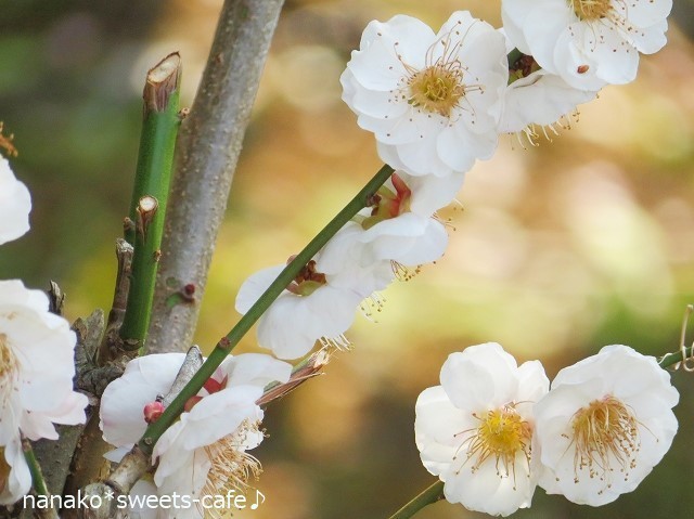 大磯旧吉田茂邸散策＊①_d0147030_10472785.jpg