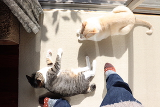 猫の人生　ハシビロガモ　ホシハジロ　_c0054353_19480233.jpg