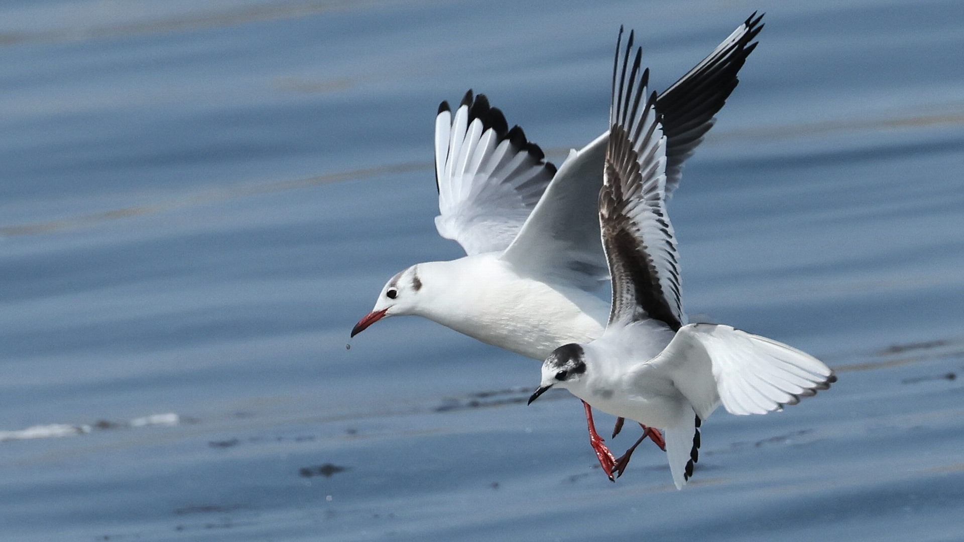 ヒメカモメとユリカモメ　A Little gull and a Black-headed gull_f0105570_11300854.jpg