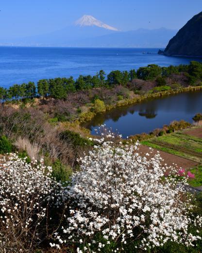 ３月１１日(土) 静岡県 井田のコブシ咲く　撮影３／１１_f0375202_17015875.jpg