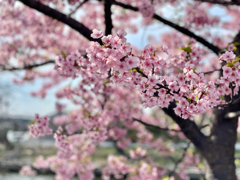 【日記】河津桜も満開、花粉症も満開(ToT)_b0008655_00114469.jpg