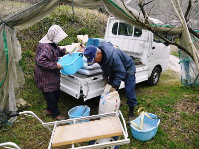 太秋柿　冬の様子　前編：肥料散布と太秋柿の幹の皮むき後の様子_a0254656_16340085.jpg