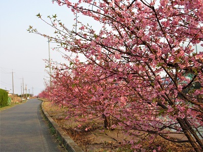 ２０２３年春、野呂川河口の河津桜が見頃_e0175370_12590087.jpg