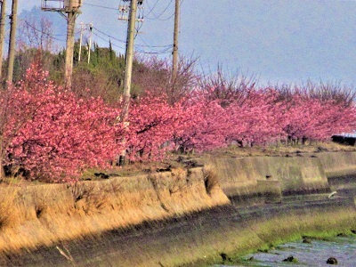２０２３年春、野呂川河口の河津桜が見頃_e0175370_12592439.jpg