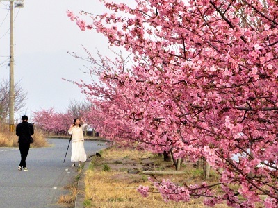 ２０２３年春、野呂川河口の河津桜が見頃_e0175370_12593416.jpg