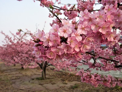 ２０２３年春、野呂川河口の河津桜が見頃_e0175370_12594354.jpg