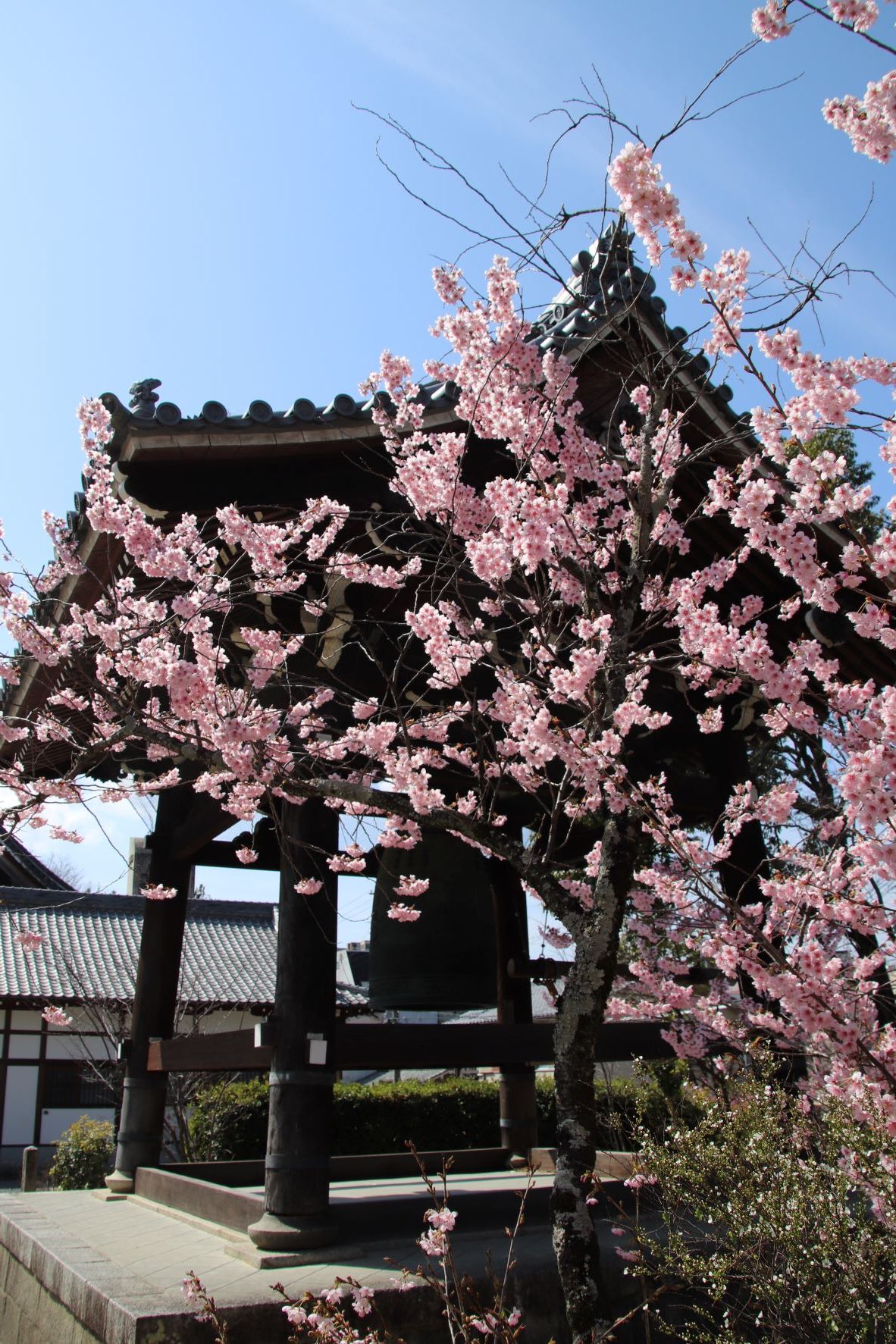 フジサクラが満開に　知恩寺_e0048413_22482858.jpg