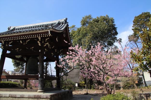 フジサクラが満開に　知恩寺_e0048413_22483403.jpg