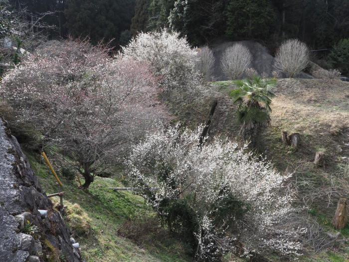 寒山方面と梅の花など_c0116915_23302558.jpg