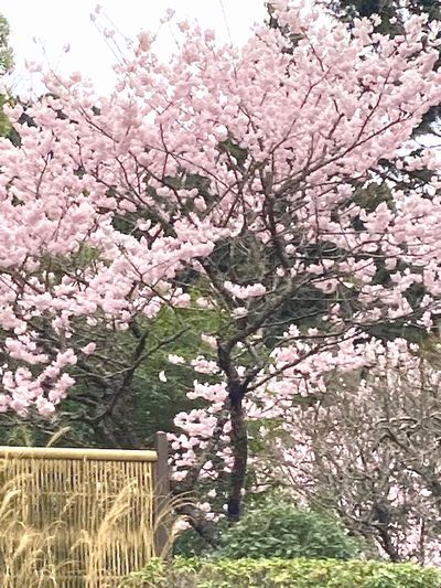 春の花が綺麗・・・でも花粉が～！！_e0234016_18133735.jpg