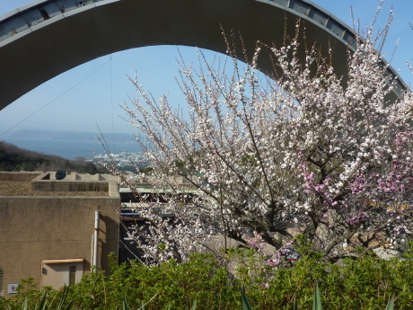 梅と河津桜を見に行こう「塩屋から板宿」_c0218841_18564174.jpg